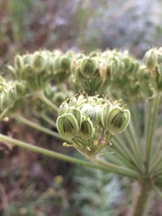 Heracleum dissectum