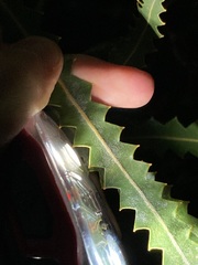 Banksia prionotes