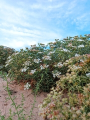 Echinophora spinosa