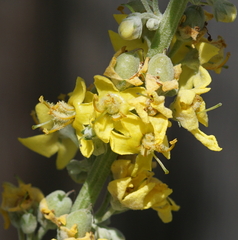 Verbascum
