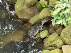 Varanus salvator macromaculatus