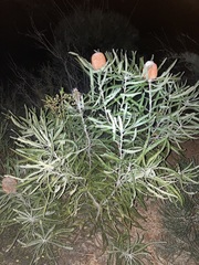 Banksia prionotes