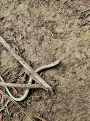 Anguis fragilis