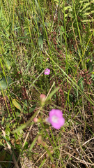 Agalinis tenuifolia