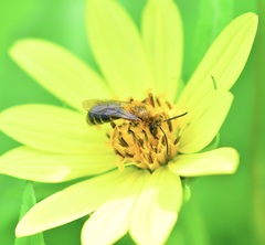 Andrena helianthi