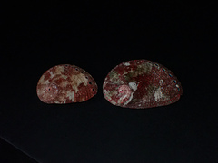 Haliotis coccoradiata