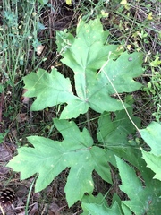Heracleum dissectum