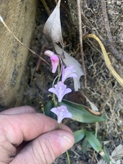 Dendrobium kingianum