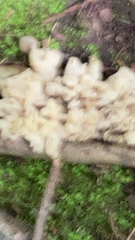 Sebacina schweinitzii