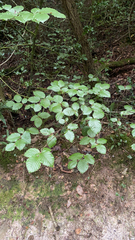 Betulaceae