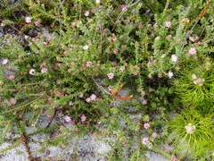 Diastella divaricata divaricata