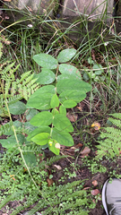 Hypericum androsaemum