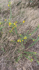 Ulex europaeus
