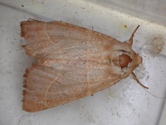 Atethmia centrago