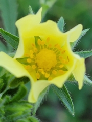 Potentilla recta