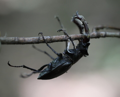 Lucanus cervus