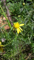 Senecio inaequidens