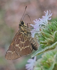 Amblyscirtes aesculapius