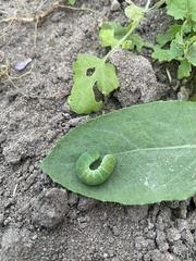 Phlogophora
