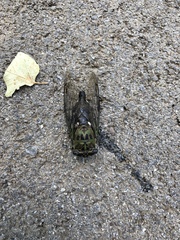 Neotibicen pruinosus