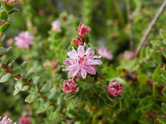 Diastella divaricata divaricata