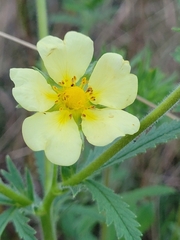 Potentilla recta