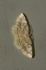 Stegania trimaculata
