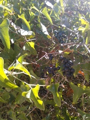 Smilax aspera