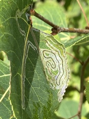 Phyllocnistis populiella