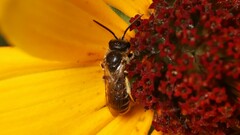 Halictidae