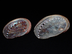 Haliotis coccoradiata