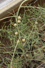 Asparagus verticillatus