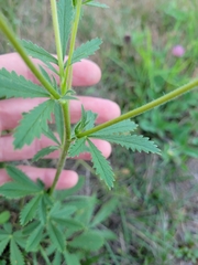 Potentilla recta