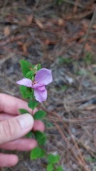 Rhexia petiolata
