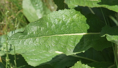 Verbascum