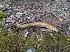 Ariolimax columbianus