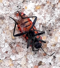 Spilostethus pandurus