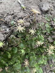 Marchantia polymorpha ruderalis