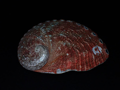 Haliotis rubra
