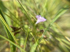 Agalinis skinneriana