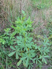 Potentilla recta