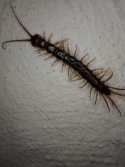 Lithobius forficatus