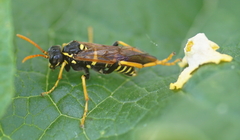 Tenthredo scrophulariae
