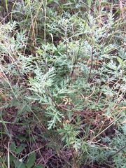 Artemisia gmelinii