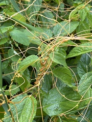 Cuscuta gronovii