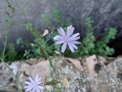 Lactuca tenerrima