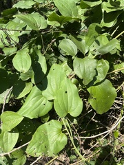 Smilax rotundifolia
