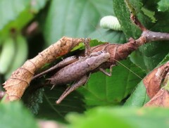 Pholidoptera griseoaptera