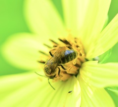 Andrena helianthi