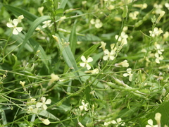 Raphanus raphanistrum